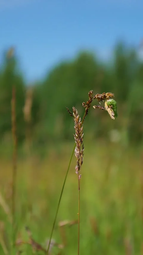 Green grass, blurred background, flower Stock Footage 160396327
