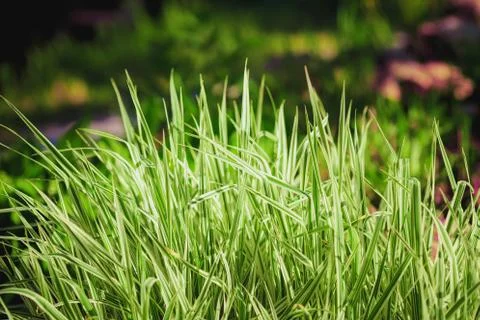Green grass on blurred background Foto stock