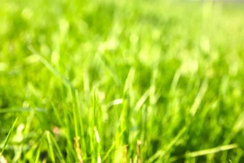Green grass blurred background Foto stock