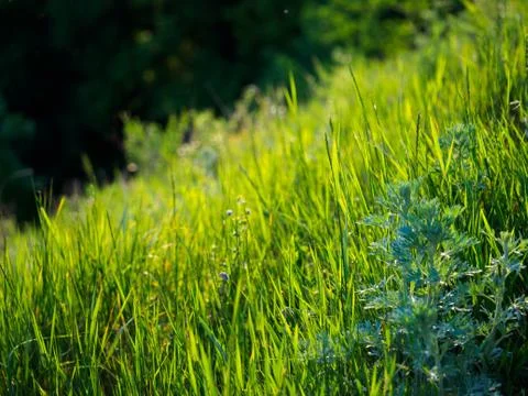 Green grass on blurred background. Stock Photos