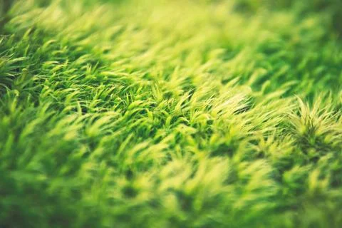 Green grass with a blurred background Stock Photos