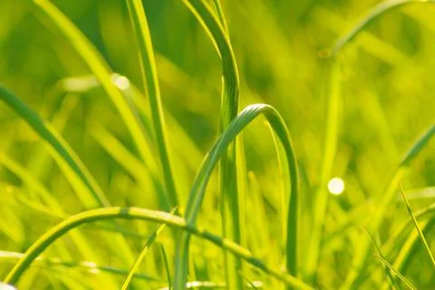 Green grass blurred background. Stock Photos