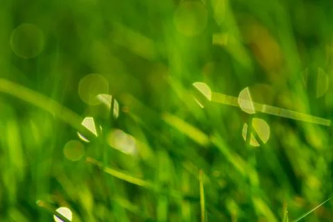 Green grass blurred background Stock Photos