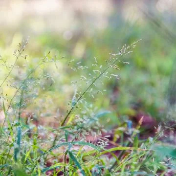 Green grass on blurred forest background. Stock Photos