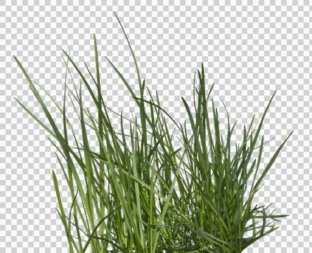 Green Grass Border isolated on transparent, png.The collection of grass. bu.. Stock Photos