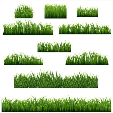 Green Grass Border Isolated White background Stock Illustration