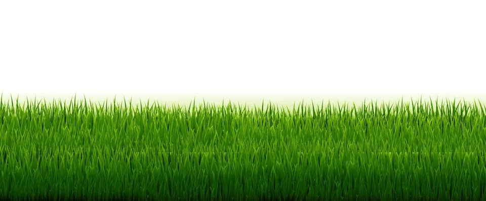 Green Grass Border With White Background Stock Illustration