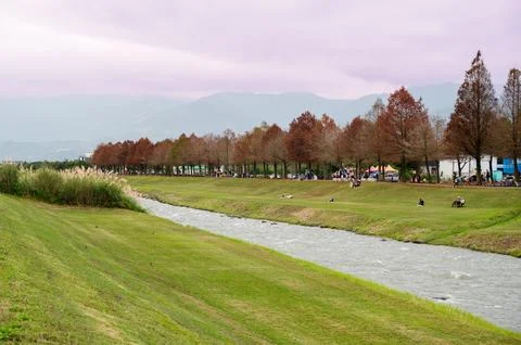 Green grass on both sides of the river. Bald cypress trees with red leaves. Stock Photos