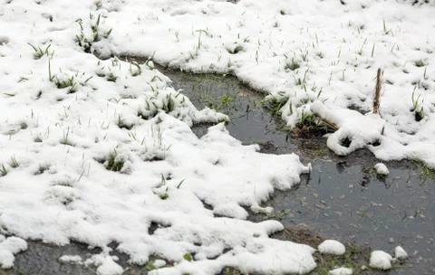 The green grass breaks through the spring through the snow. There are streams Stock Photos