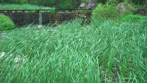 Green grass in the breeze Stock Footage 312878004