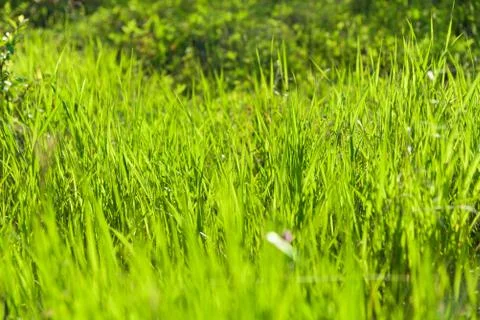 Green grass bright background texture Stock Photos