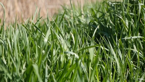 Green grass on bright sun Stock Footage 88784403