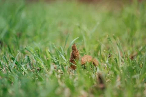 Green grass with brown leaf in centre Stock Photos