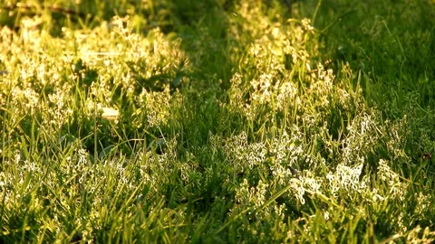 Green grass with bugs flying around and spider webs in it Video stock 89671084