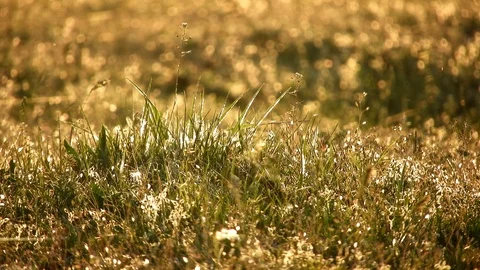Green grass with bugs flying around and spider webs in it Stock Footage 89671139