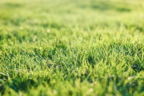 Green grass on bumpy lawn, uneven lawn leveling Green grass on bumpy lawn,... Stock Photos