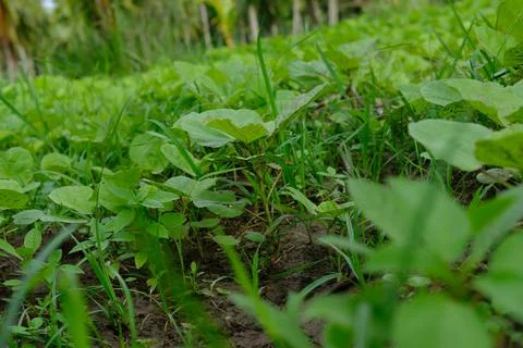 Green grass with bunch of tiny plants Stock-Fotos