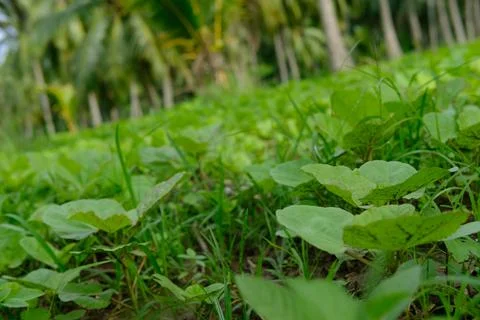 Green grass with bunch of tiny plants Stock Photos