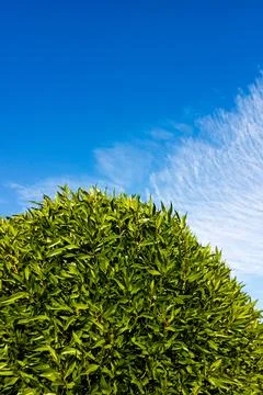Green grass bush against blue sky Stock Photos