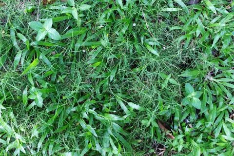 Green grass bush Stock Photos