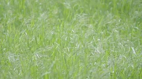 Green grass with butterfly Stock-Footage 7766713