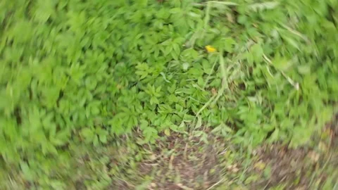 Green grass in a carousel filmed by a drone DJI Mavic Air Stock Footage 130663201