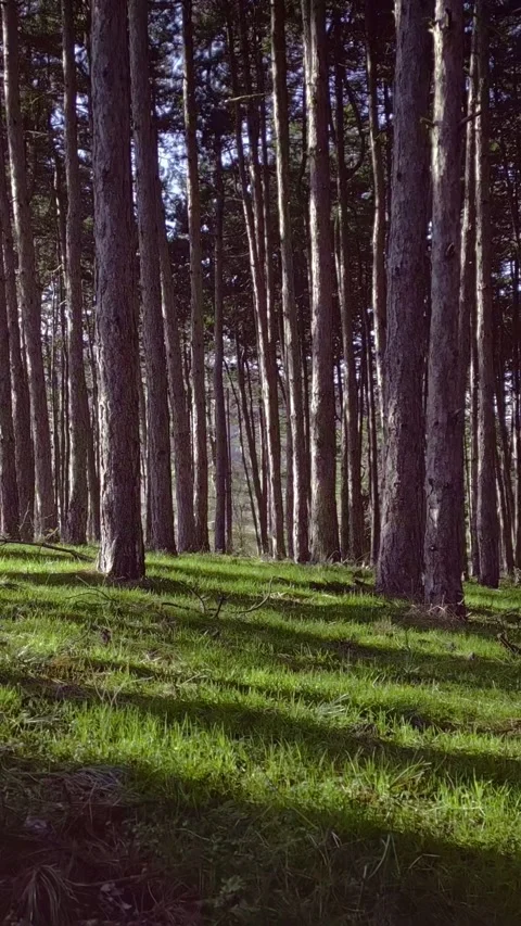 Green grass carpet in a evergreen forest, forward motion, vertical shorts Stock Footage 283344767