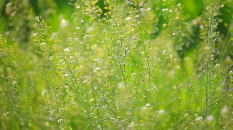 Green grass change soft focus 05 Stockbeeldmateriaal 703051
