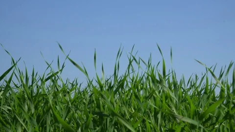 Green grass with clear blue sky Stock Footage 70350866