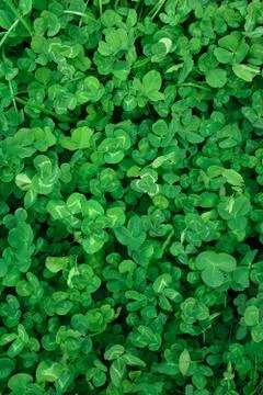 A Green Grass Clever Leaf Rectangle Background Stock Photos