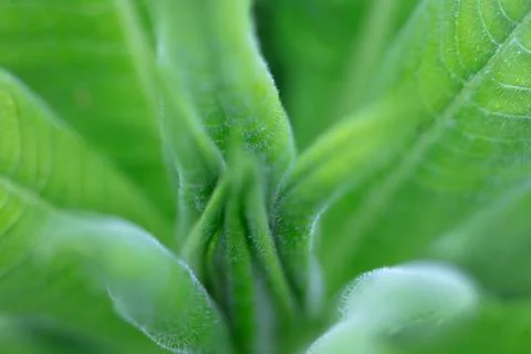 Green grass close-up. Abstraction Stock Photos