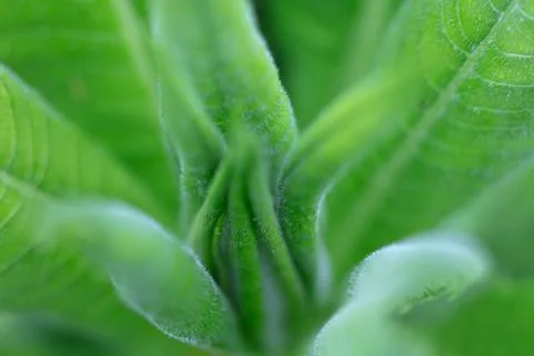 Green grass close-up. Abstraction Stock-Fotos