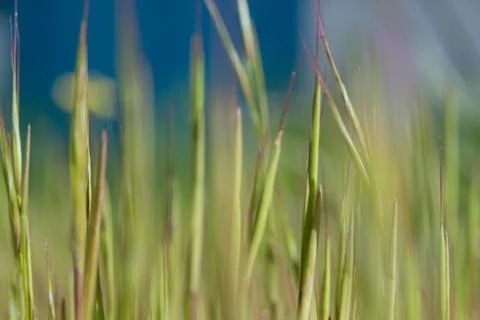 Green grass close-up on a background of cloudless blue sky, can be used for b Stock Photos