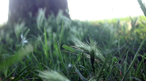 Green grass close up background Stock Footage 50587401