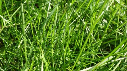 Green grass. close-up. background Stock Photos