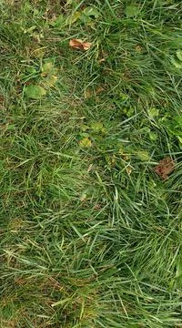 Green grass close-up, for background Stock Photos