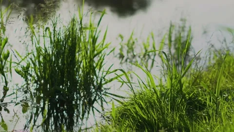 Green grass close-up on the background of the river. Stock Footage 171409581