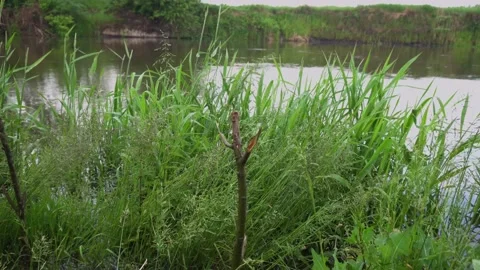 Green grass close-up on the background of the river. Stock Footage 171409625