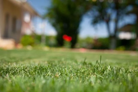 Green grass close up in the backyard Stock Photos