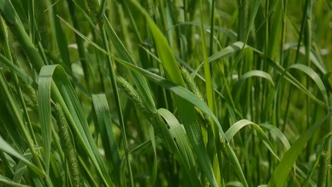 Green grass close up beautiful background summer. HD video footage 1920x1080 Stock Footage