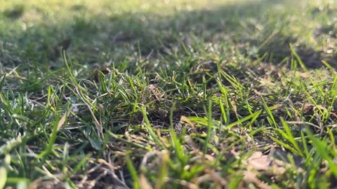 Green Grass Close-Up in City Park Stock Footage 331679167
