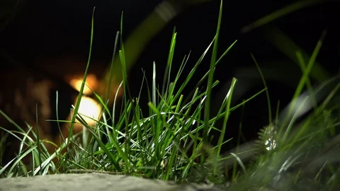 Green grass close - up on dark , blurred background. motion grass Stock Footage 92805224