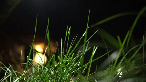 Green grass close - up on dark , blurred background. motion grass Stock Footage 92805278