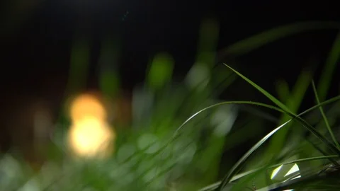 Green grass close - up on dark , blurred background. motion grass Stock Footage 92805507
