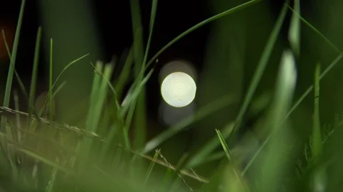 Green grass close - up on dark , blurred background. motion grass Stock Footage 92806566