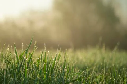 Green grass close-up with dew drops on the blurred green background of the me Stock Photos