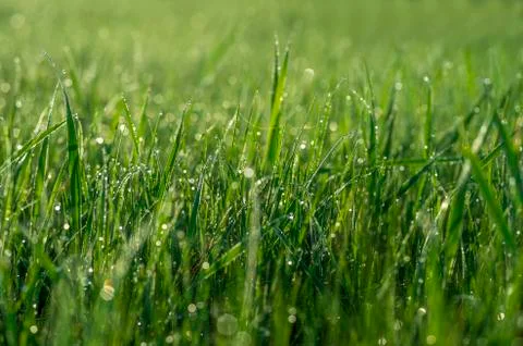 Green grass close-up with dew drops on the blurred green background of the me Stock Photos