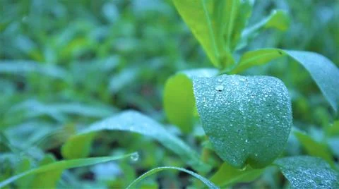 Green grass close-up, dew drops glade, background. Foto stock