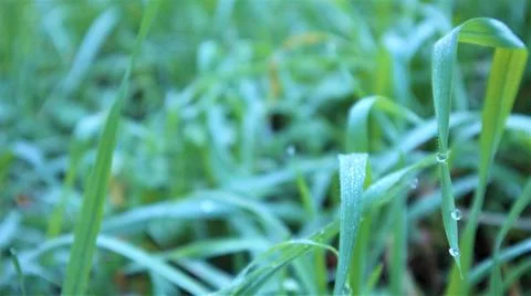 Green grass close-up, dew drops glade, background. Foto stock