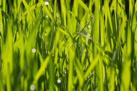Green grass close-up with dew Stock Photos